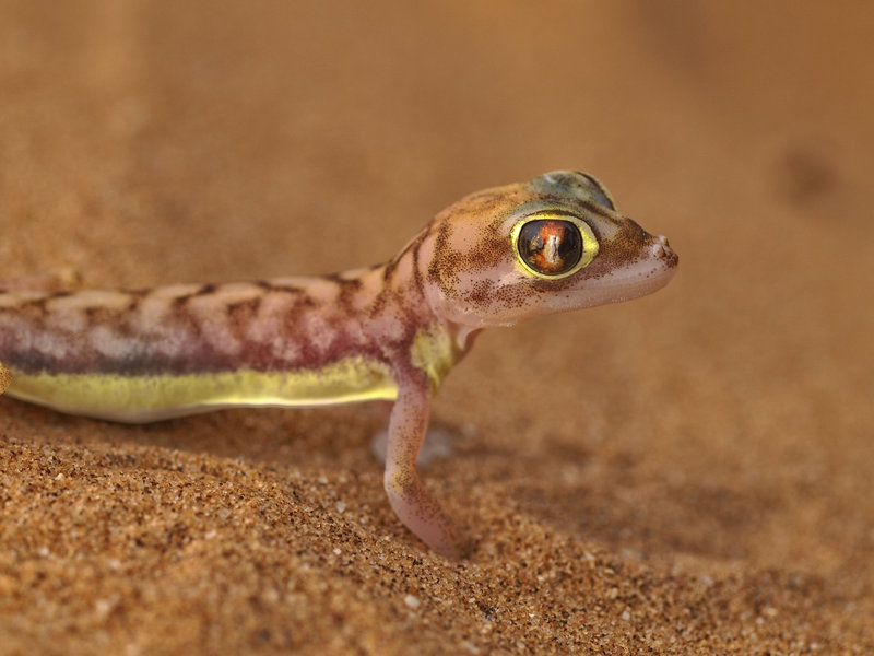 Swakopmund, Palmato Gecko